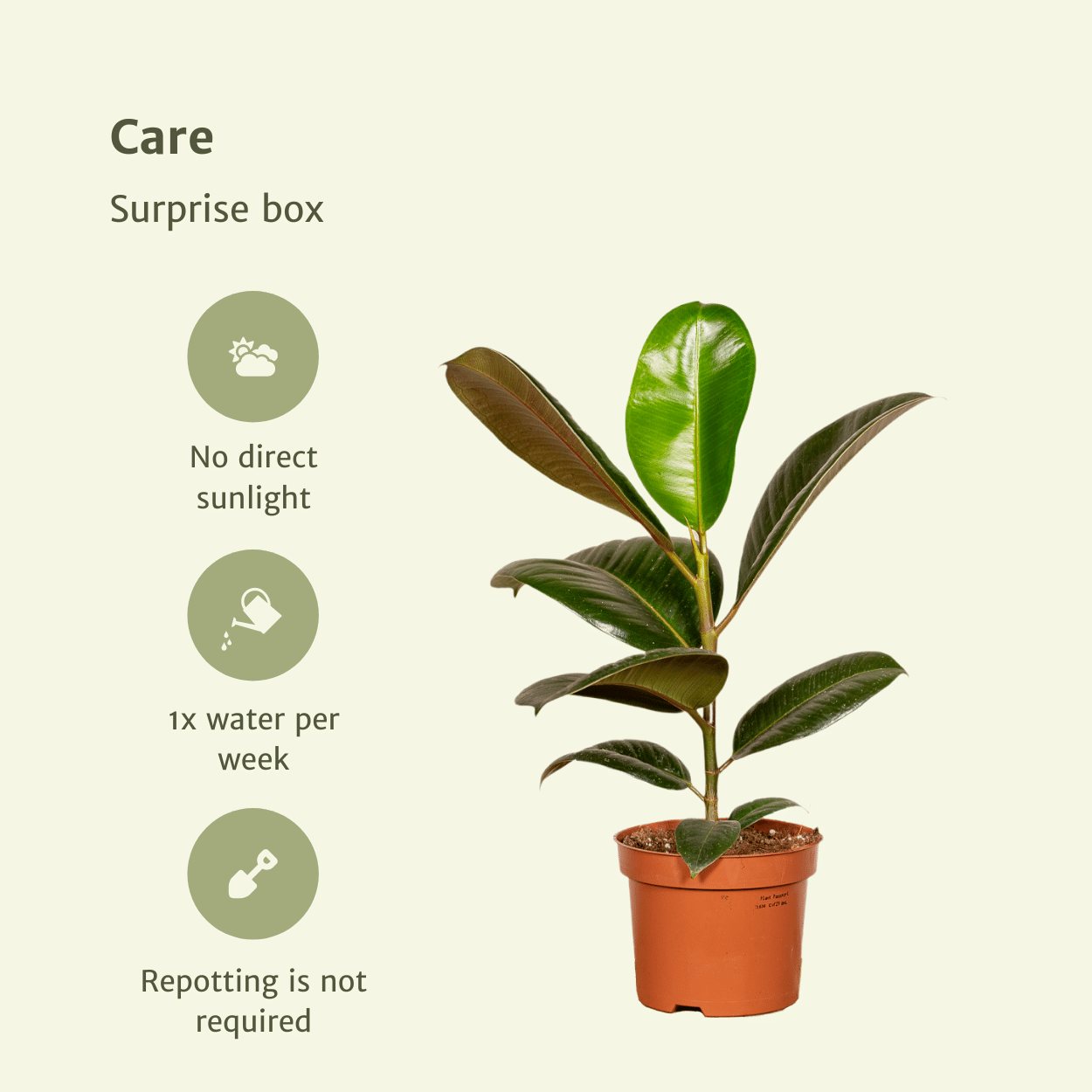 Überraschungsbox - 10 Pflanzen - 25 cm - Ø12cm - Plantabulous