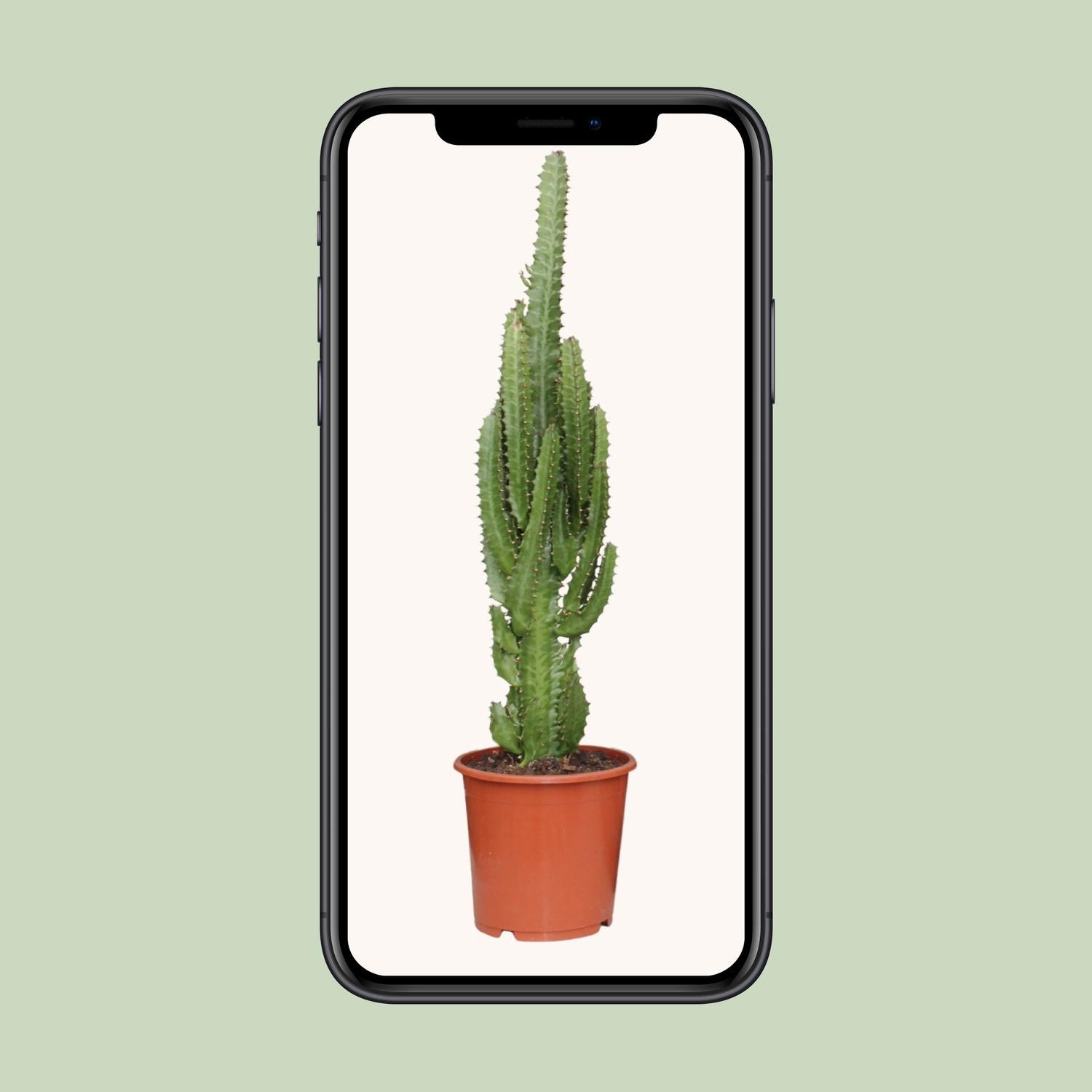 Euphorbia Trigona - Ø17cm - ↕70cm - Plantabulous