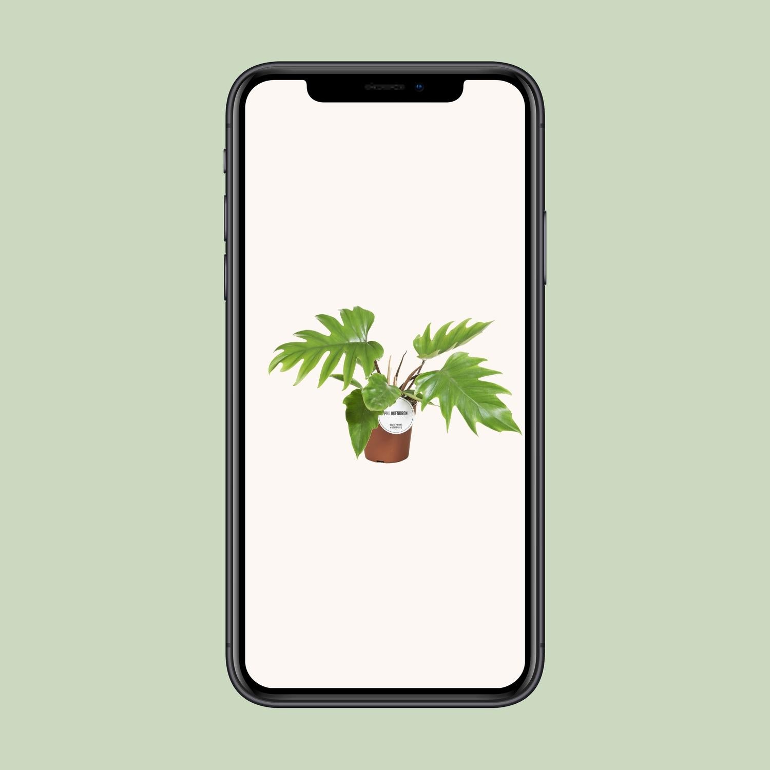 Philodendron Mayoi - Ø15cm - ↕35cm - Plantabulous