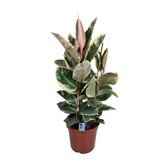 Gummibaum – Ficus 'Elastica Tineke' – ↑85 cm – Ø27 cm