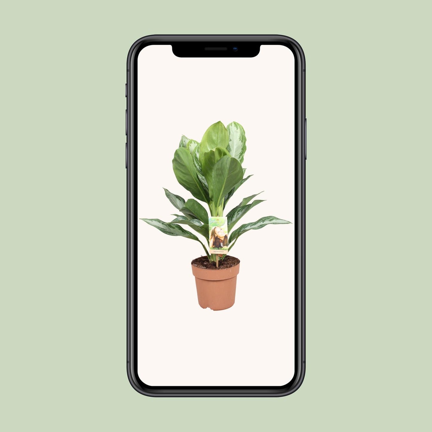 Chinesisches Immergrün – Aglaonema 'Silver Bay' – 55 cm – Ø17 cm - Plantabulous