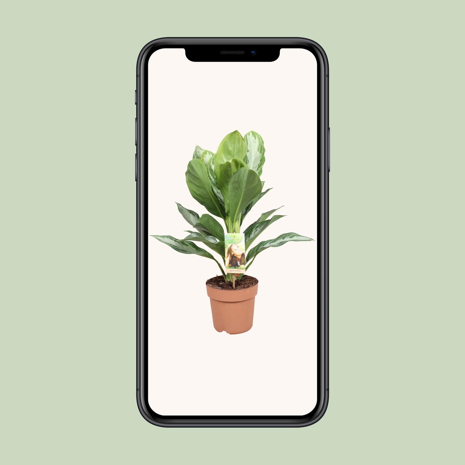 Chinesisches Immergrün – Aglaonema 'Silver Bay' – 55 cm – Ø17 cm - Plantabulous