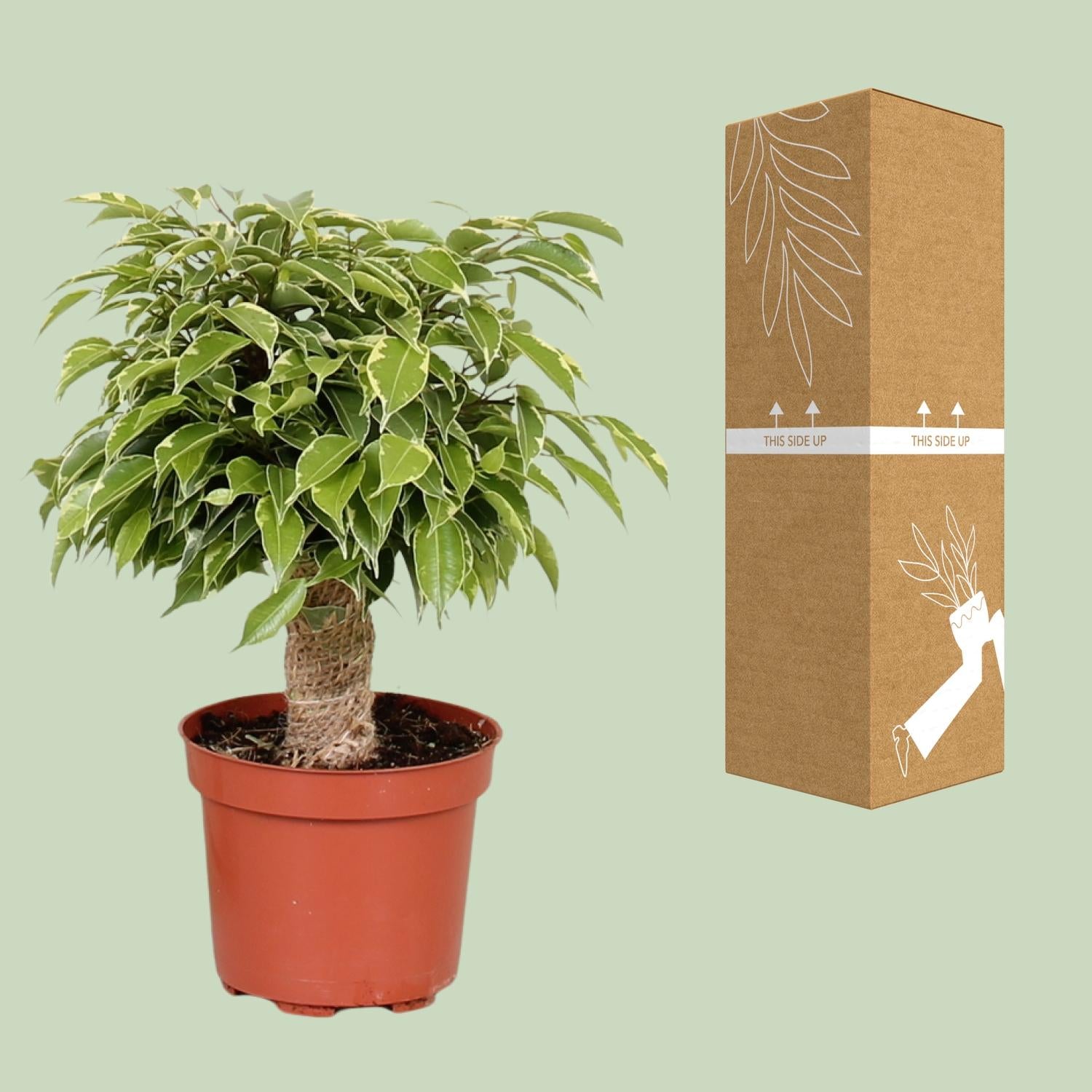 Ficus Benjamina Kinky - Ø12cm - ↕28cm - Plantabulous
