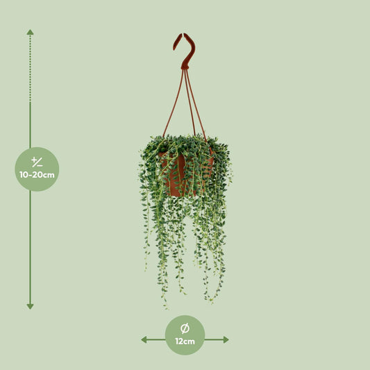 Senecio Herreianus - Ø12cm - ↕20cm - Plantabulous