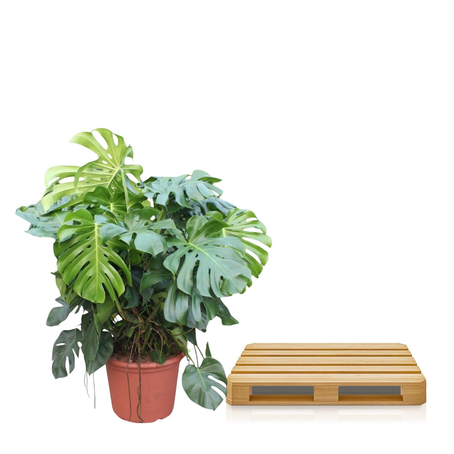 Fensterblatt – Monstera deliciosa – 130 cm – Ø55 cm - Plantabulous