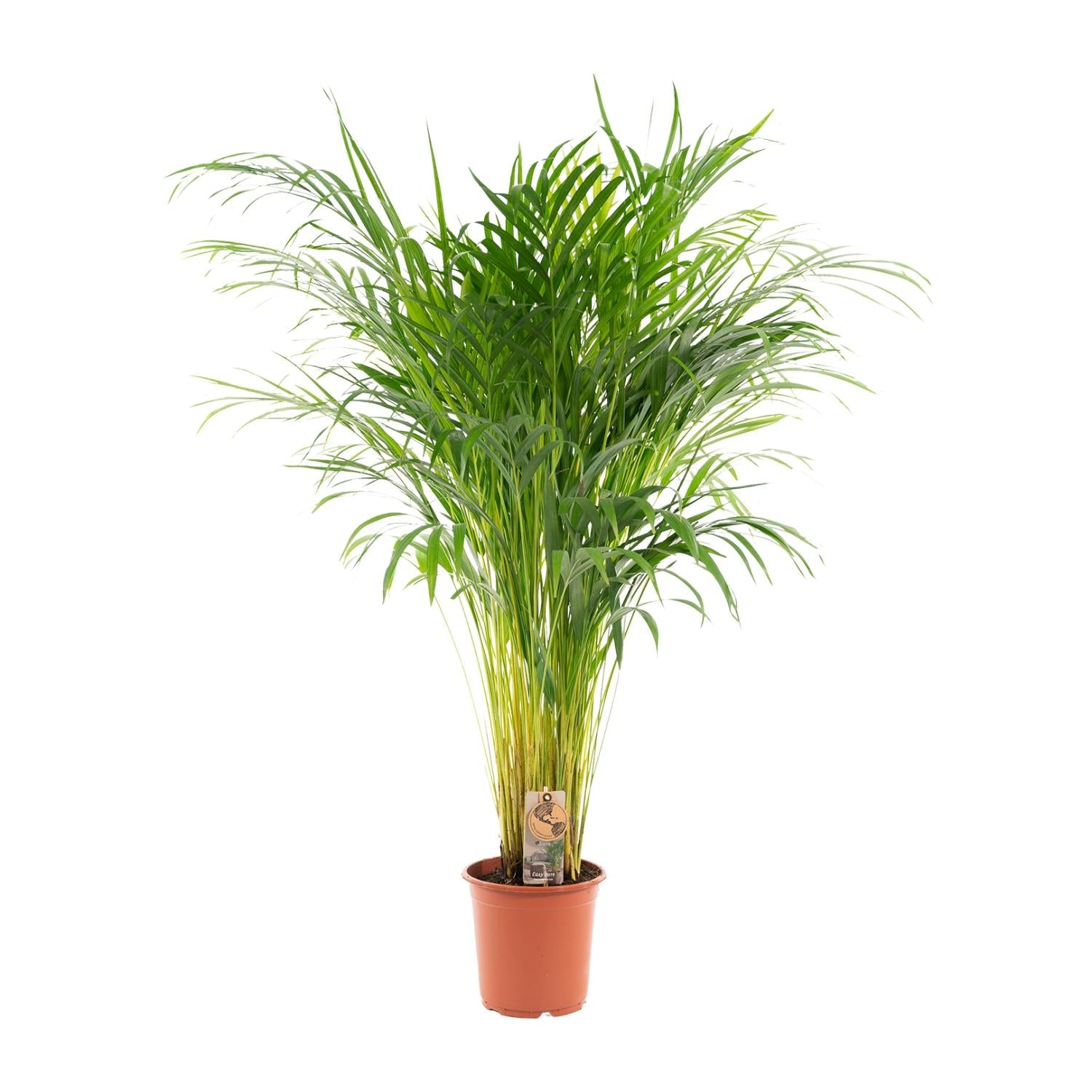 Areca Palme - Dypsis Lutescens - 110cm - Ø21cm - Plantabulous