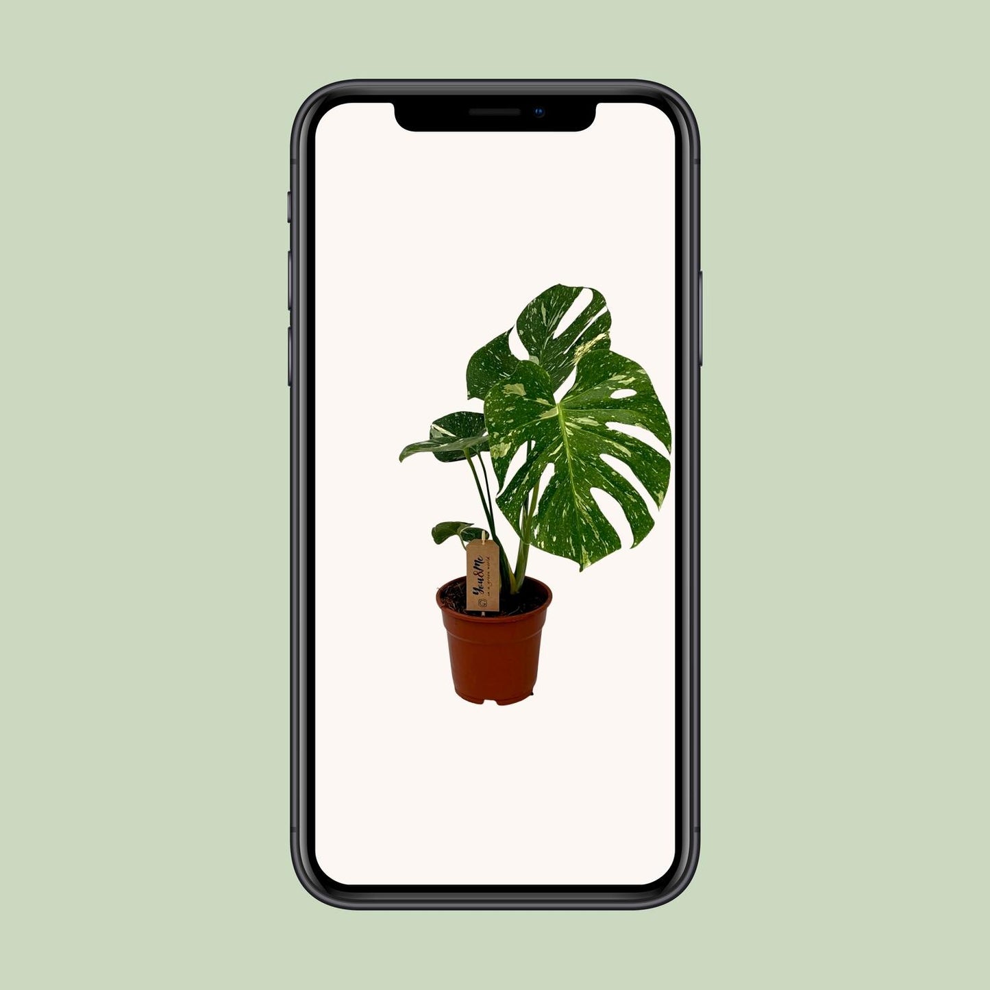 Monstera Deliciosa - Ø17cm - ↕50cm - Plantabulous