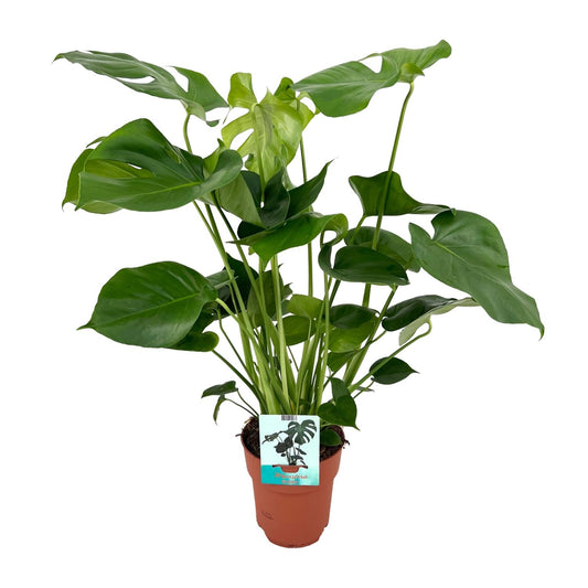 Fensterblatt – Monstera deliciosa – 60 cm – Ø19 cm - Plantabulous