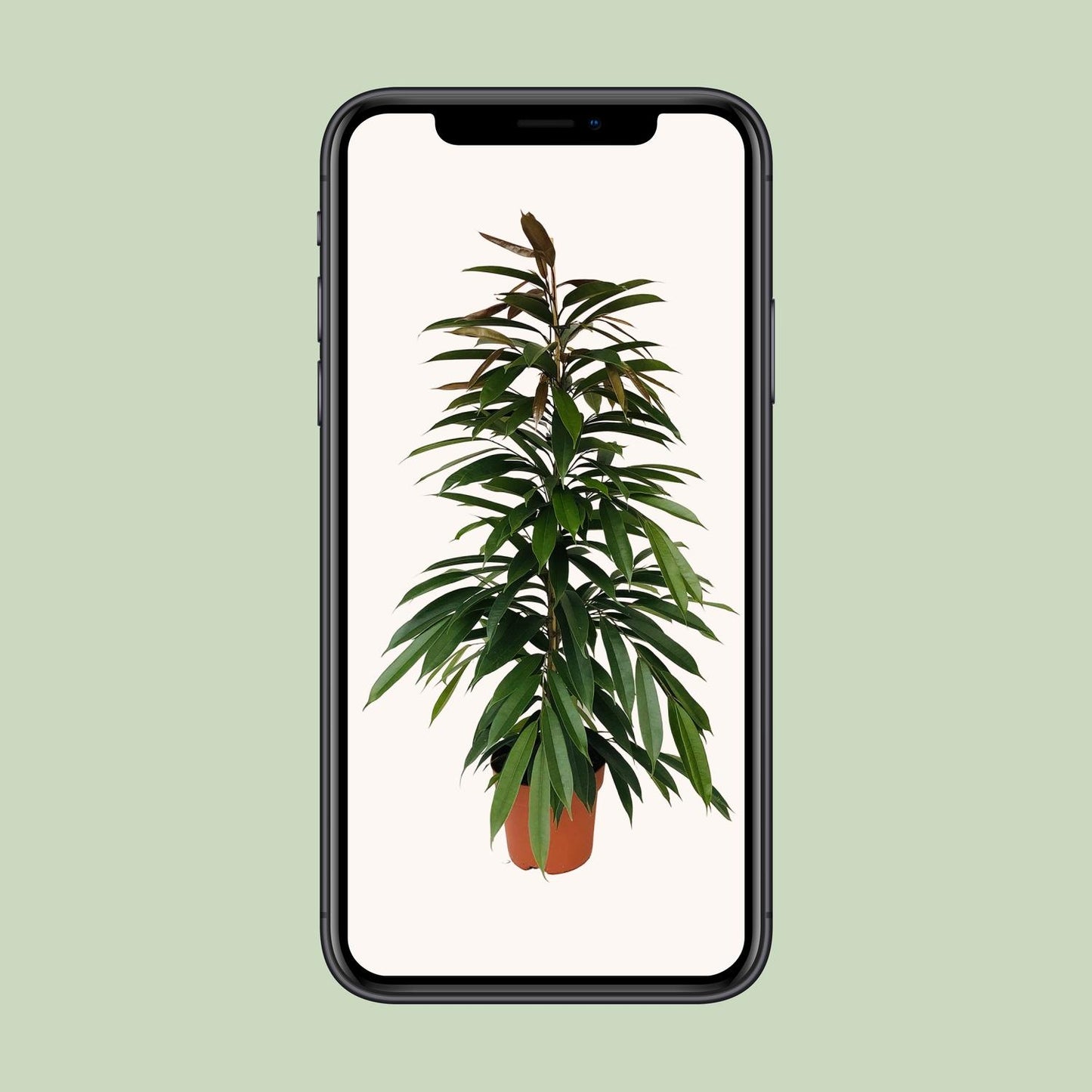 Feigenbaum – Ficus binnendijkii 'Amstel King' – 95 cm – Ø21 cm - Plantabulous