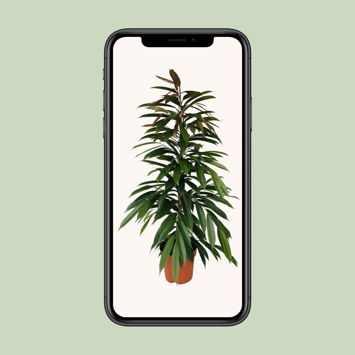 Feigenbaum – Ficus binnendijkii 'Amstel King' – 95 cm – Ø21 cm - Plantabulous