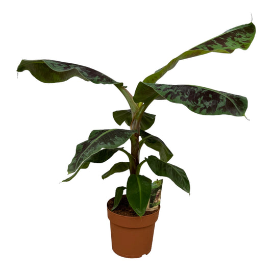 Bananenpflanze – Musa tropicana – 80 cm – Ø21 cm - Plantabulous