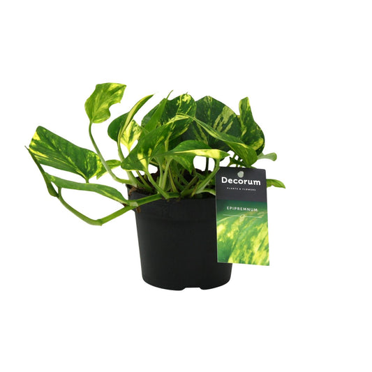 Efeutute – Scindapsus 'N'Joy Gold' (Epipremnum) – ↑25 cm – Ø12 cm
