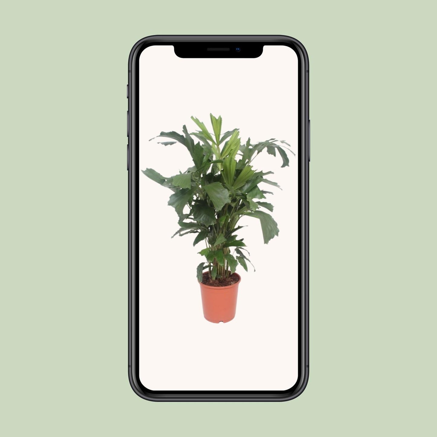 Fischschwanzpalme – Caryota Mitis – ↑110 cm – Ø24 cm
