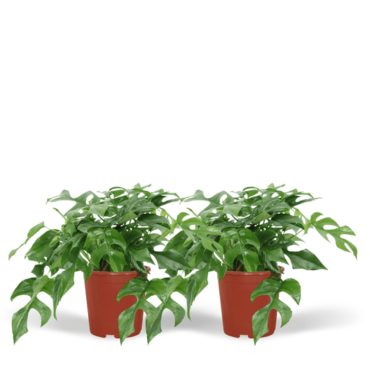 Pflanzen Set – 2 Pflanzen – Lochpflanze – Monstera 'Minima' – ↑30 cm – Ø15 cm