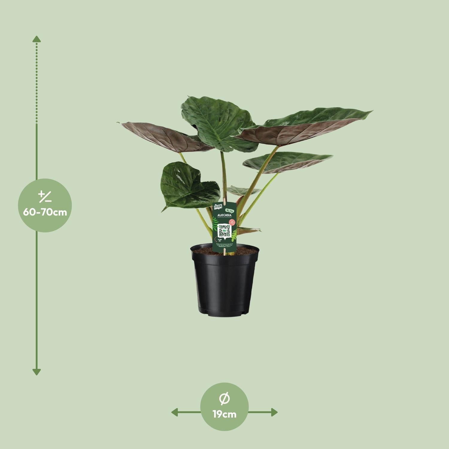 Pfeilblatt – Alocasia wentii – 70 cm – Ø19 cm - Plantabulous