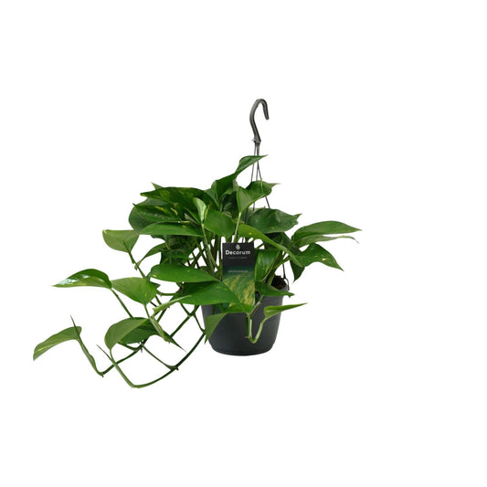 Scindapsus (Epipremnum) - Ø15cm - ↕45cm - Plantabulous
