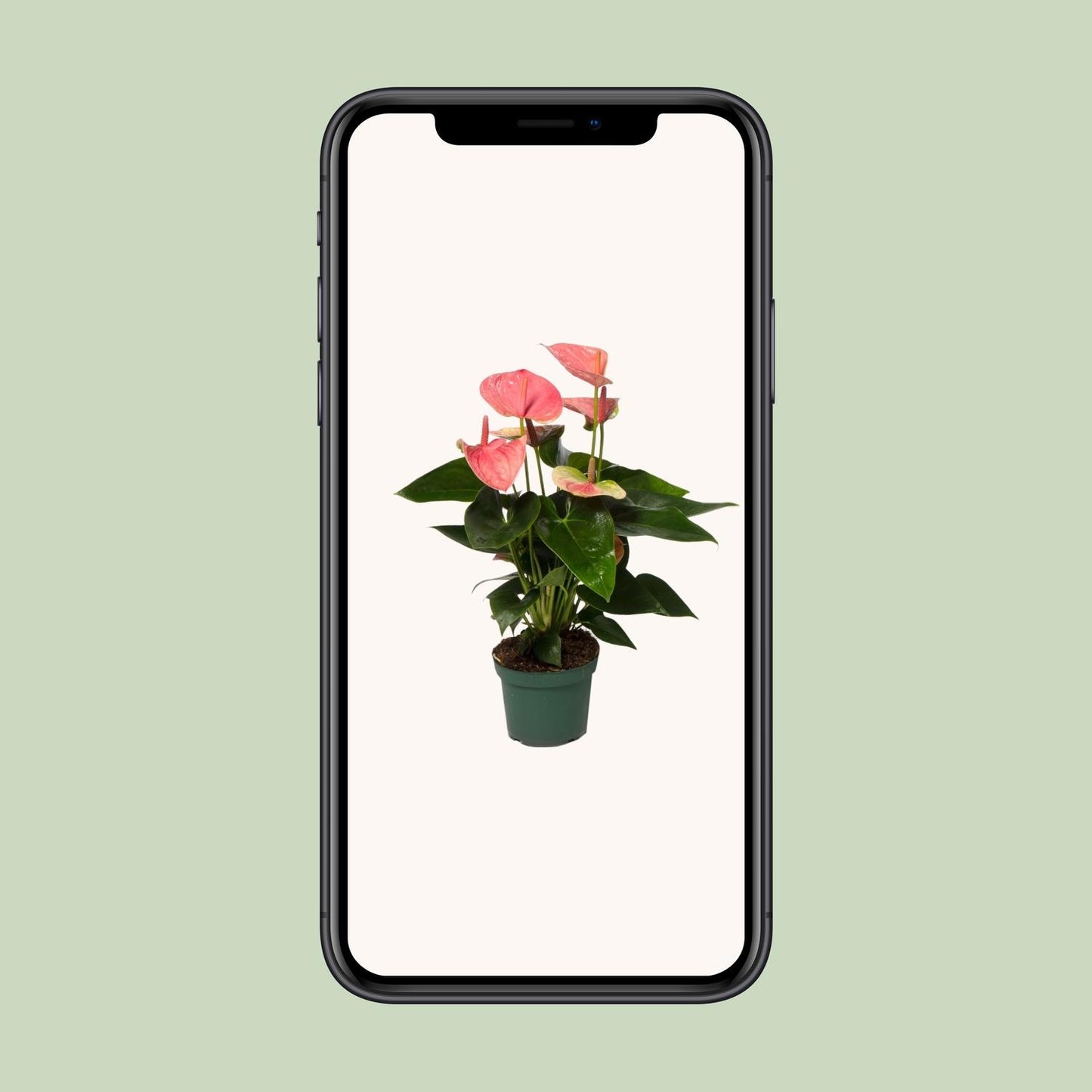 Anthurium Sweet Dream - Ø12cm - ↕35cm - Plantabulous
