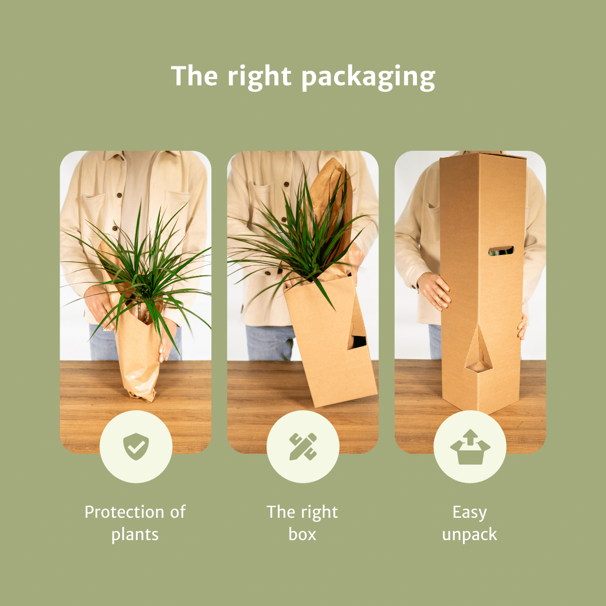 Pflanzen Set - 2 Pflanzen - Korbmarante - Calathea Ornata - ↑50cm - Ø14 cm