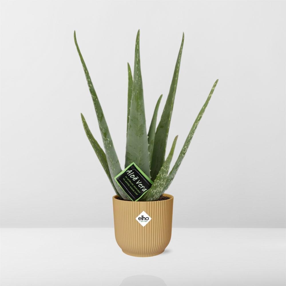Aloe Vera 12cm in ELHO Vibes Fold 14cm geel - Plantabulous