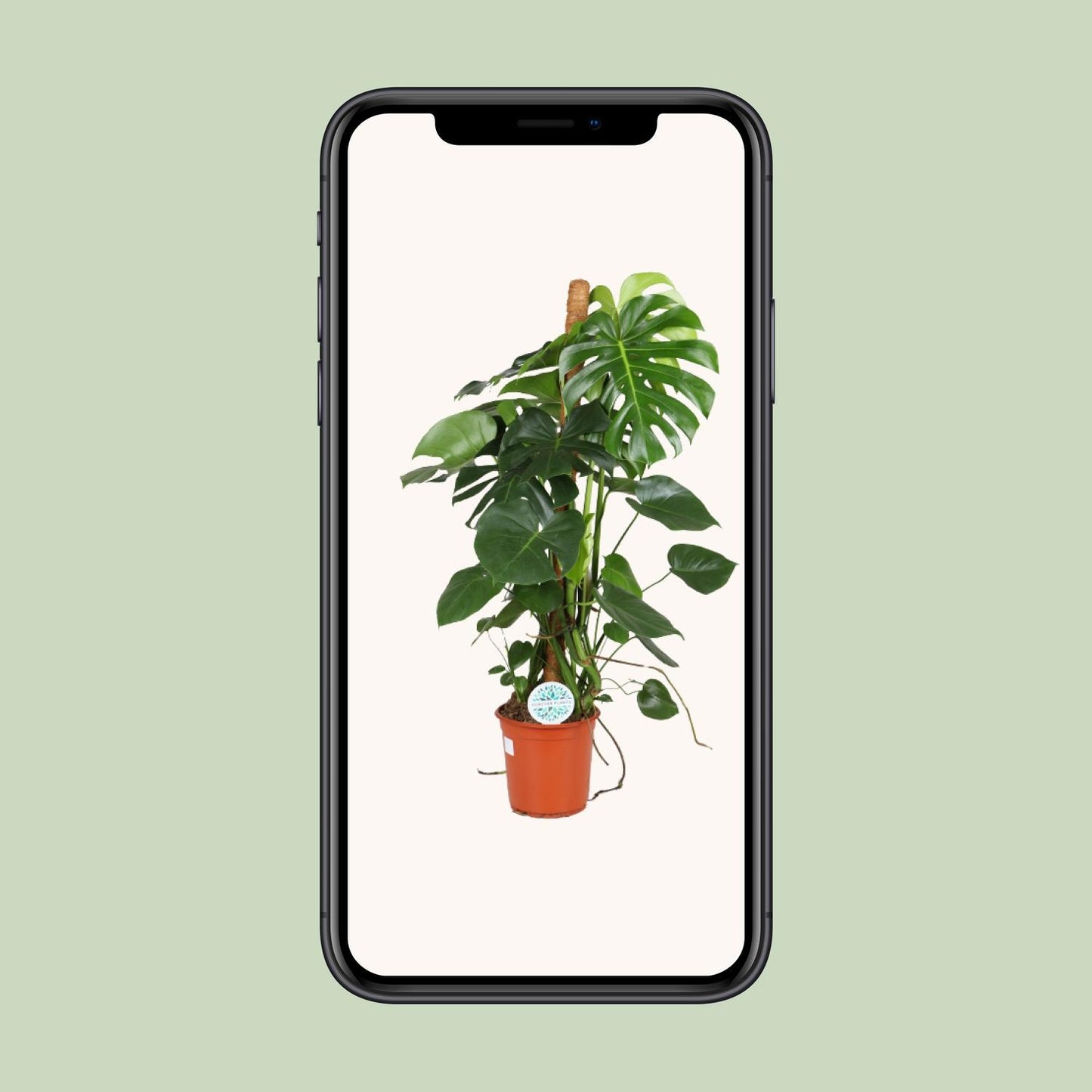 Monstera Deliciosa - Ø24cm - ↕105cm - Plantabulous