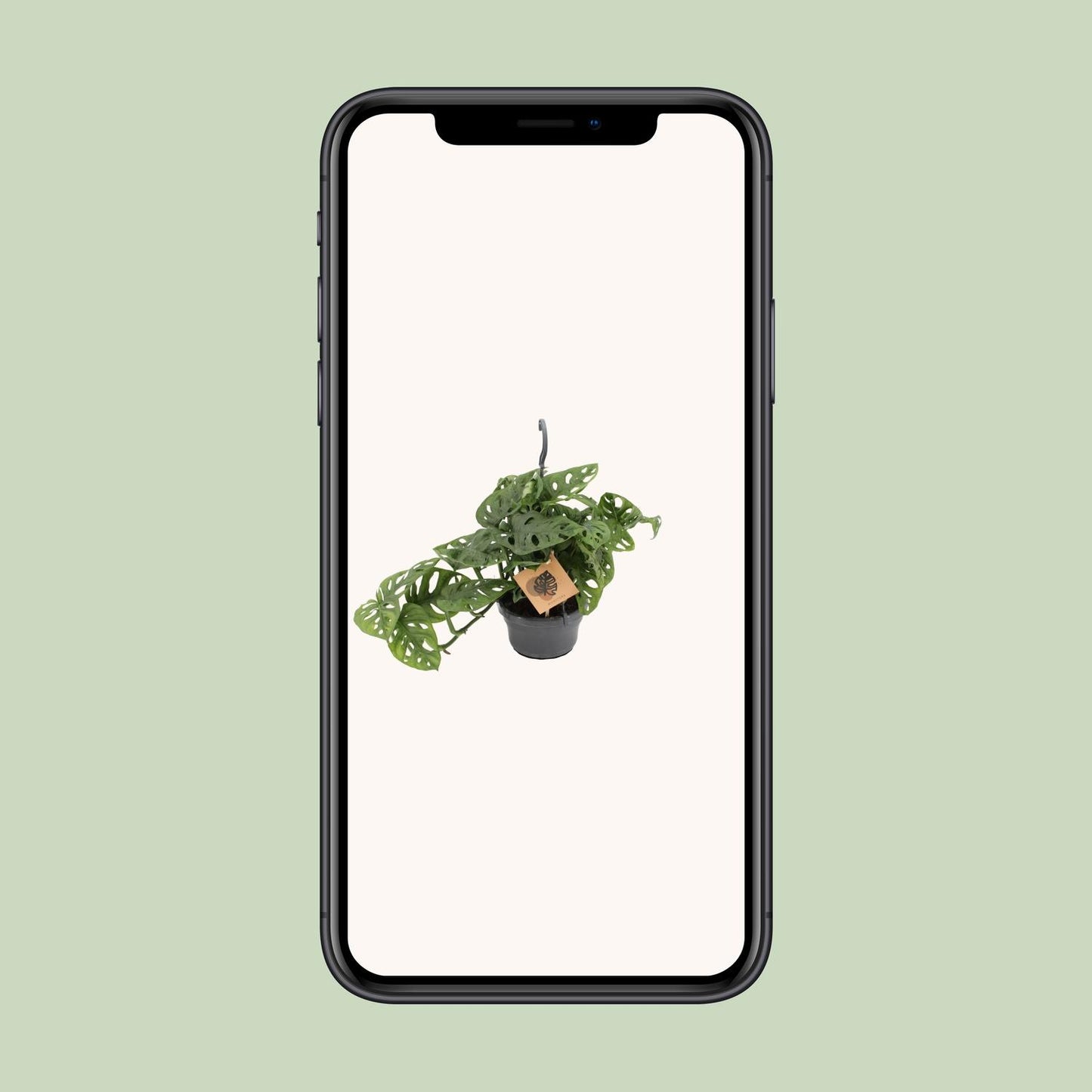 Monstera Monkey - Ø14cm - ↕30cm - Plantabulous