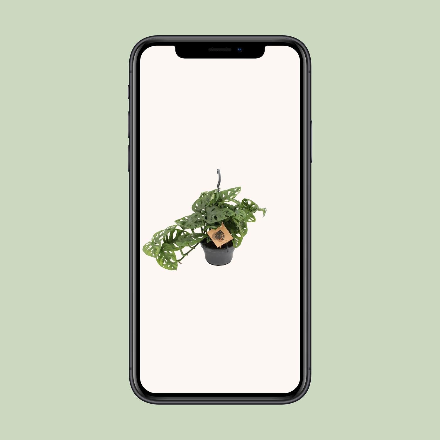 Monstera Monkey - Ø14cm - ↕30cm - Plantabulous