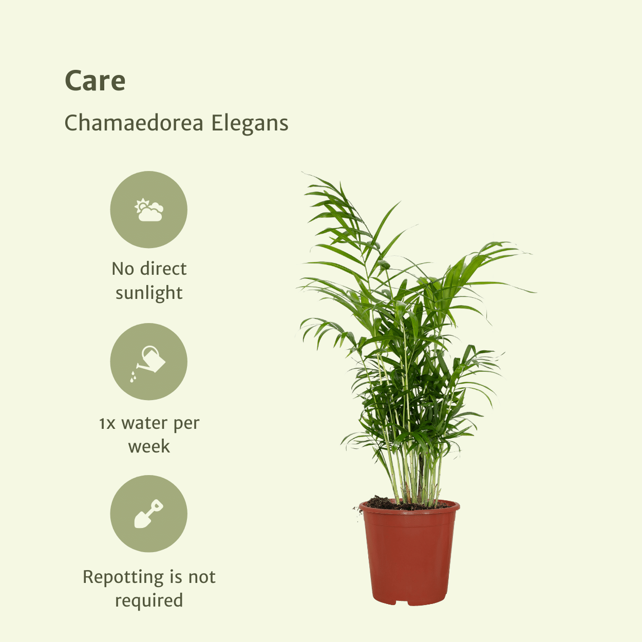 Pflanzen Set - 2 Pflanzen - Chamaedorea Elegans – ↑55 cm – Ø17 cm
