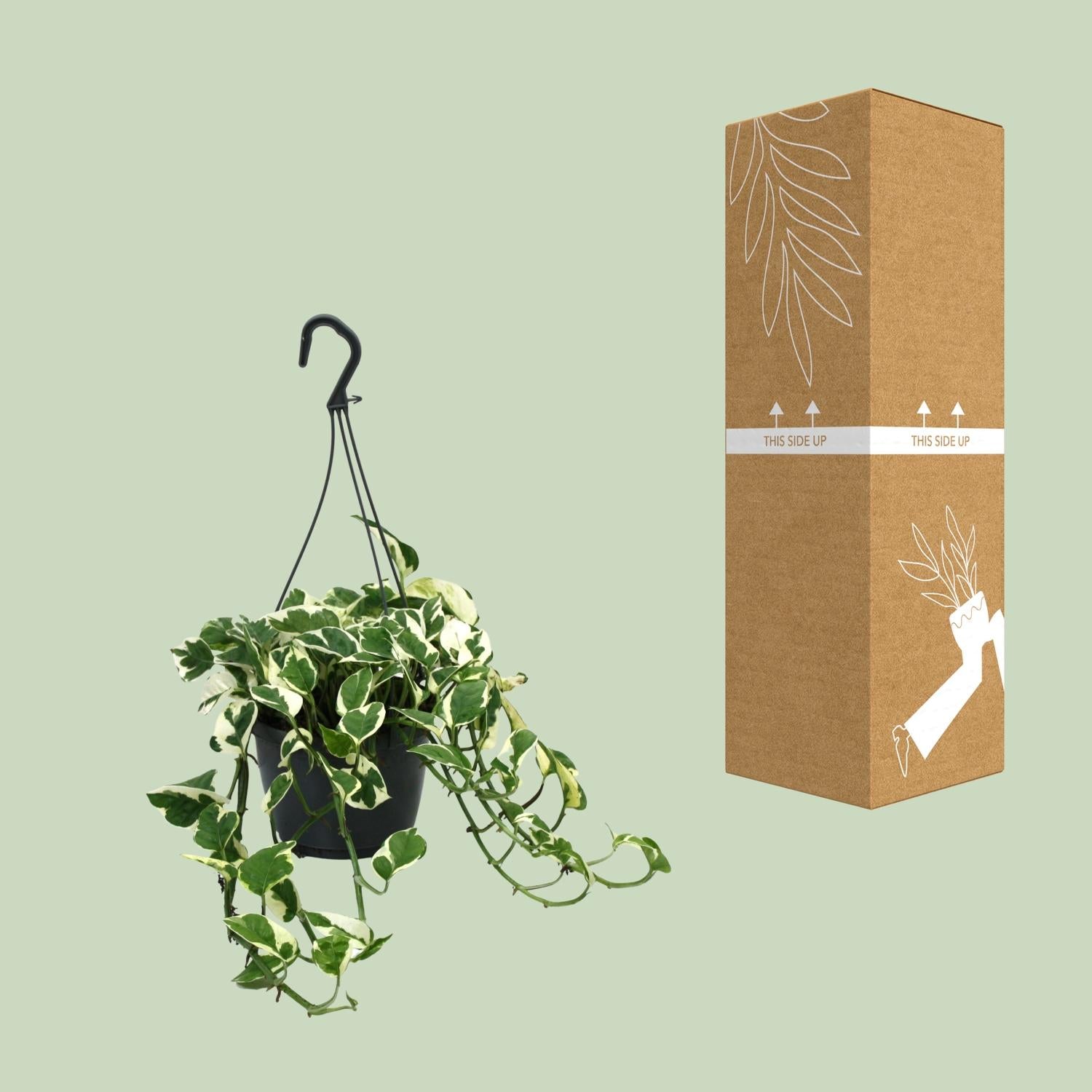 Scindapsus (Epipremnum) N’Joy - Ø15cm - ↕35cm - Plantabulous
