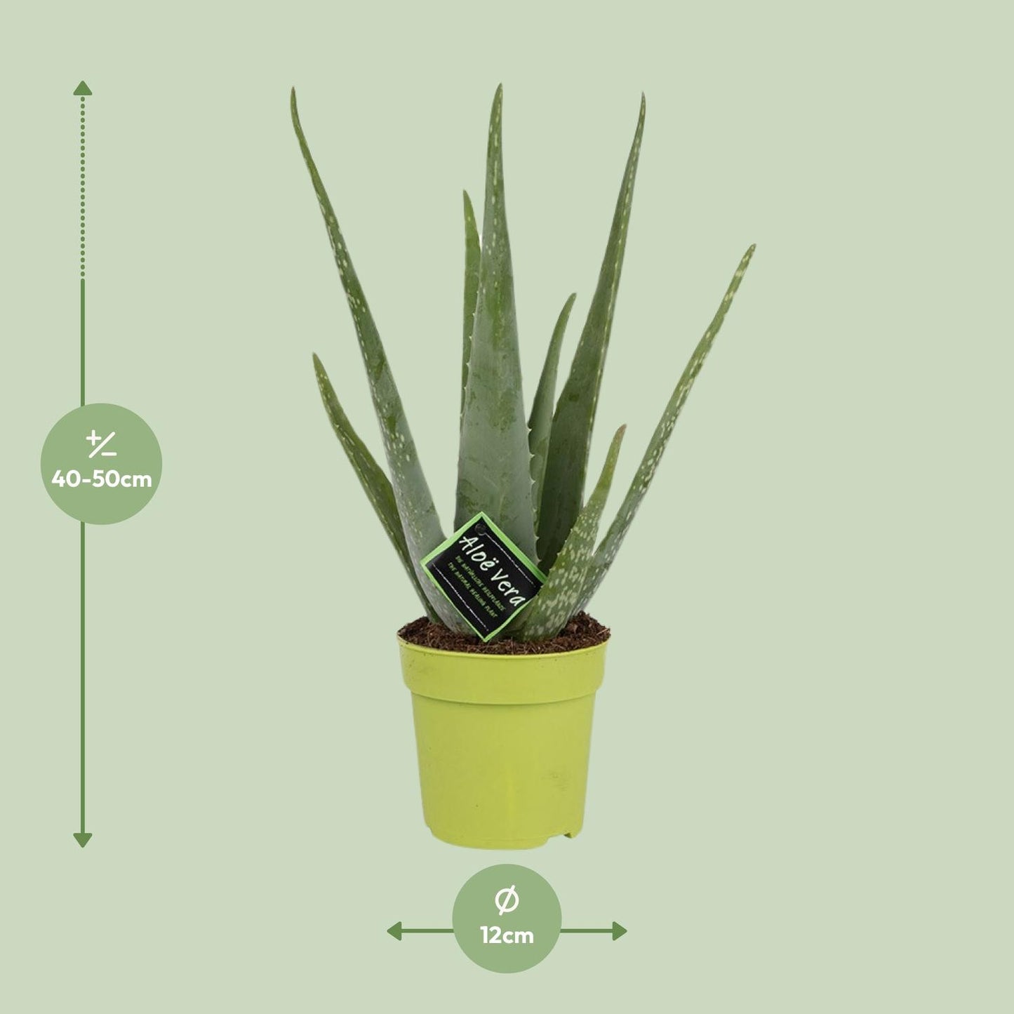 Aloe Vera – ↑45 cm – Ø12 cm