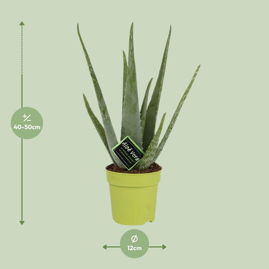 Aloe Vera – ↑45 cm – Ø12 cm