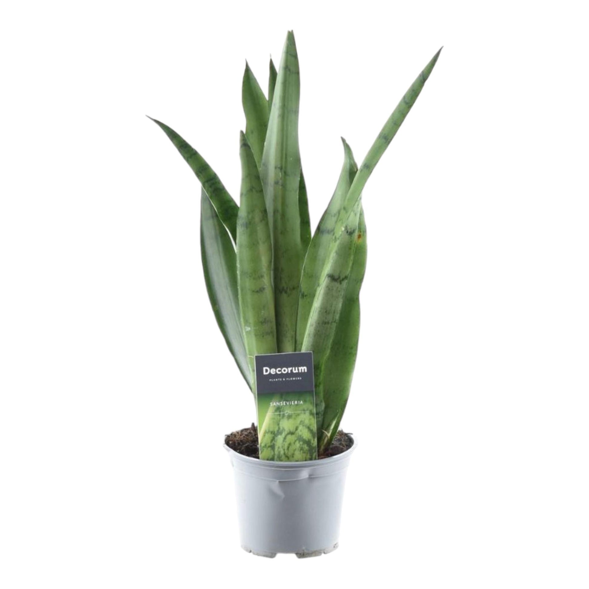 Bogenhanf – Sansevieria trifasciata 'Spearmint' – 45 cm – Ø12 cm - Plantabulous