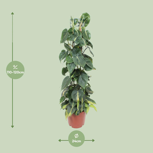 Philodendron – Philodendron Scandens Brasil – ↑120 cm – Ø24 cm
