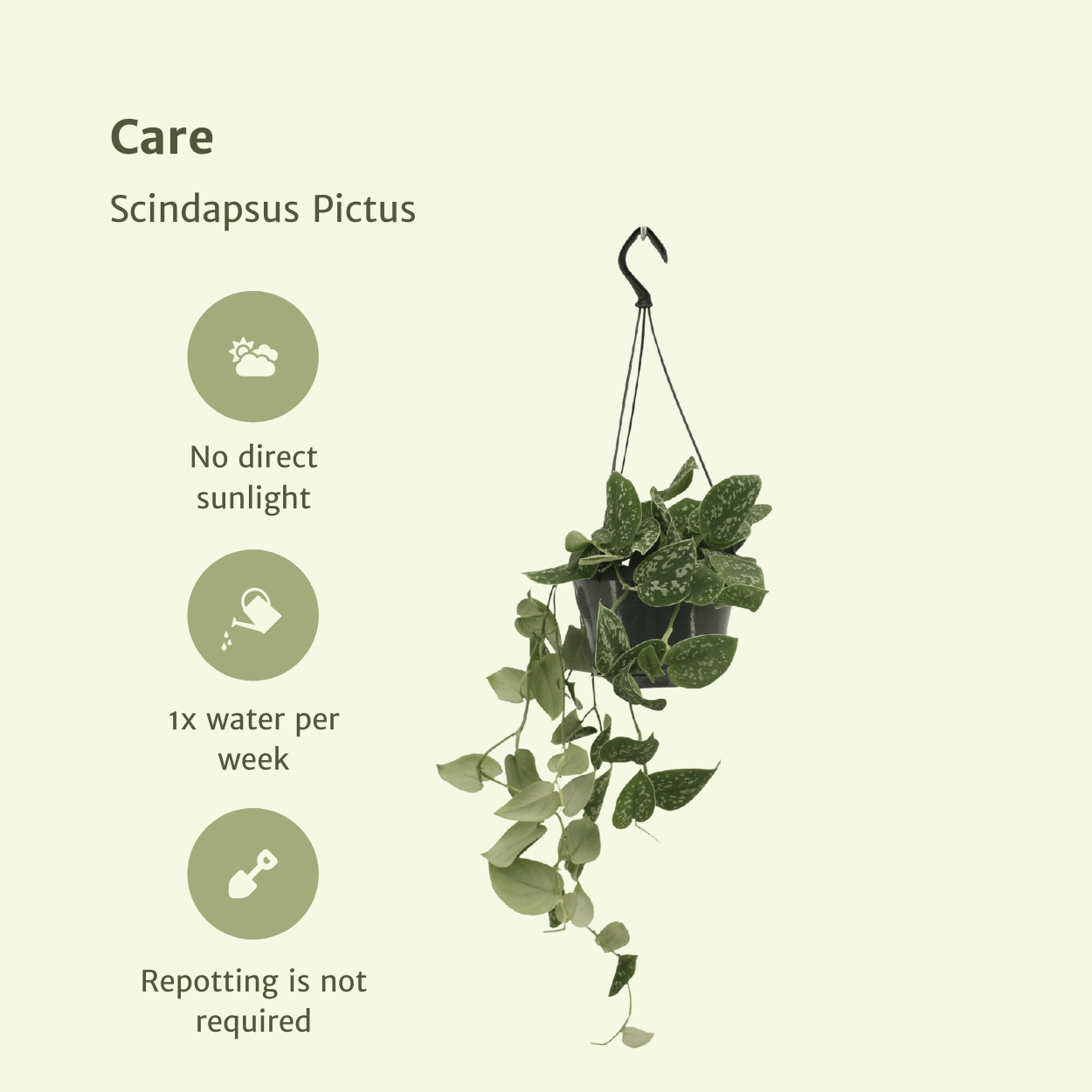 Pflanzen Set – 2 Pflanzen – Efeutute – Scindapsus Pictus (Epipremnum) – ↑20 cm – Ø15 cm