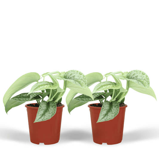 Pflanzen Set – 2 Pflanzen – Efeutute – Scindapsus Pictus 'Trebie' (Epipremnum) – ↑15 cm – Ø12 cm