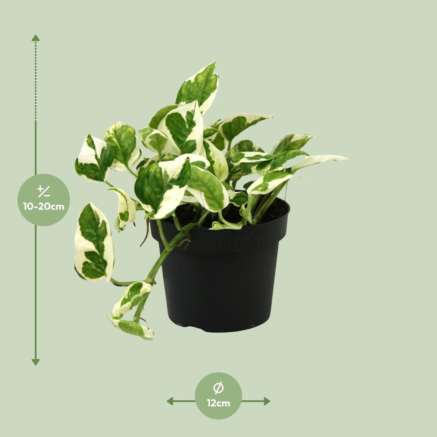 Scindapsus (Epipremnum) N'joy - Ø12cm - ↕15cm - Plantabulous