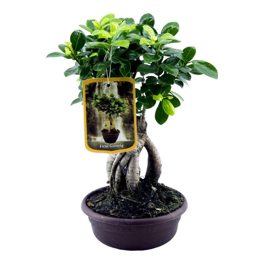 Lorbeerfeige – Ficus microcarpa 'Ginseng' – 30 cm – Ø17 cm - Plantabulous