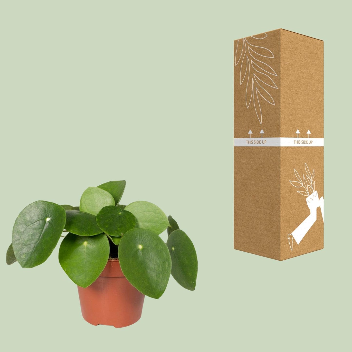 Pfannkuchenpflanze - Pilea Peperomiodes – 20 cm – Ø12 cm - Plantabulous