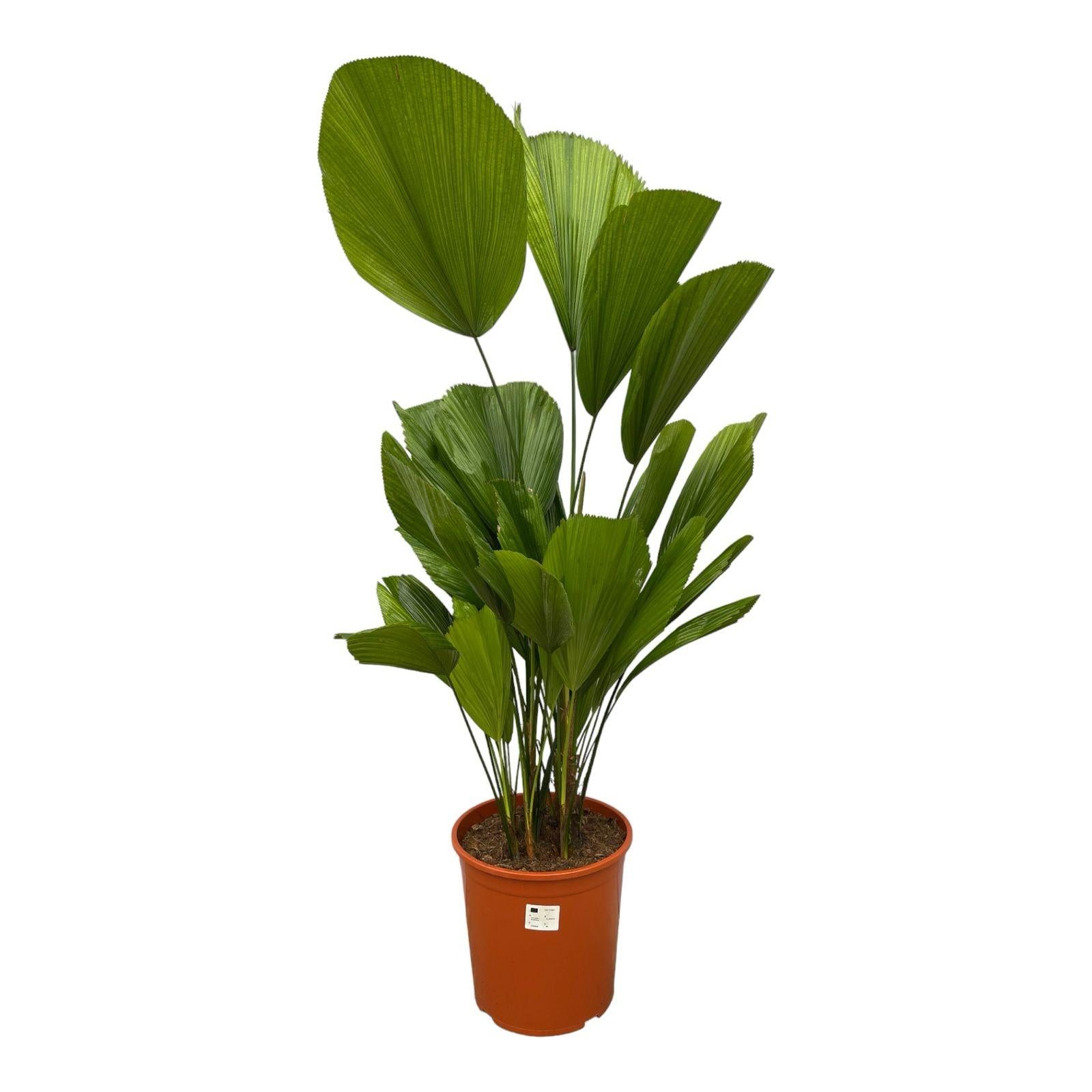 Fächerpalme - Licuala Grandis - 140 cm - ø27 - Plantabulous