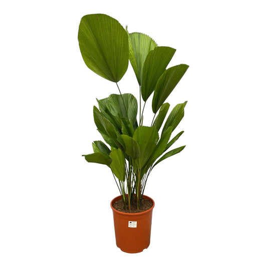 Fächerpalme - Licuala Grandis - 140 cm - ø27 - Plantabulous