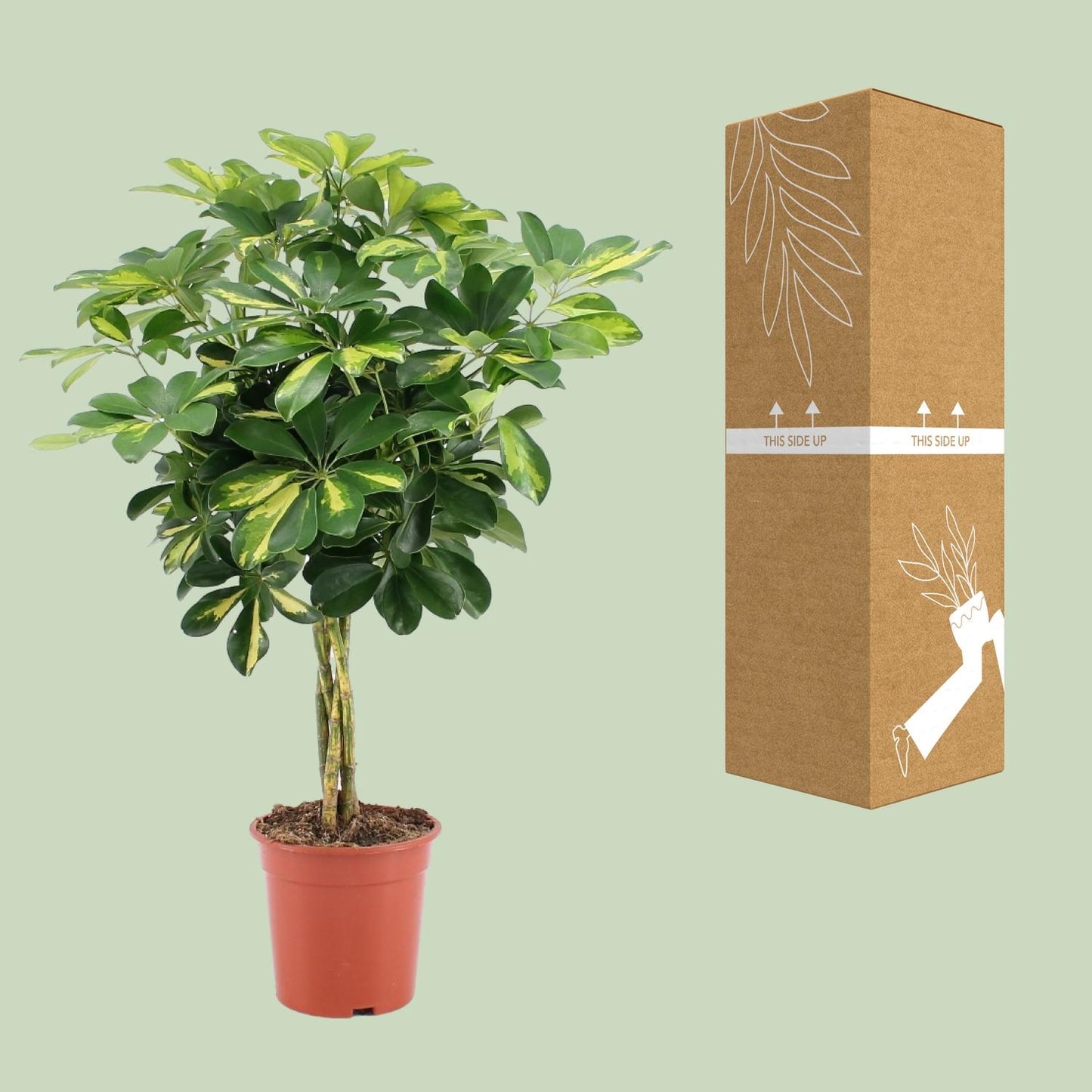 Schefflera Arboricola Gold Capella - Ø19cm - ↕75cm - Plantabulous