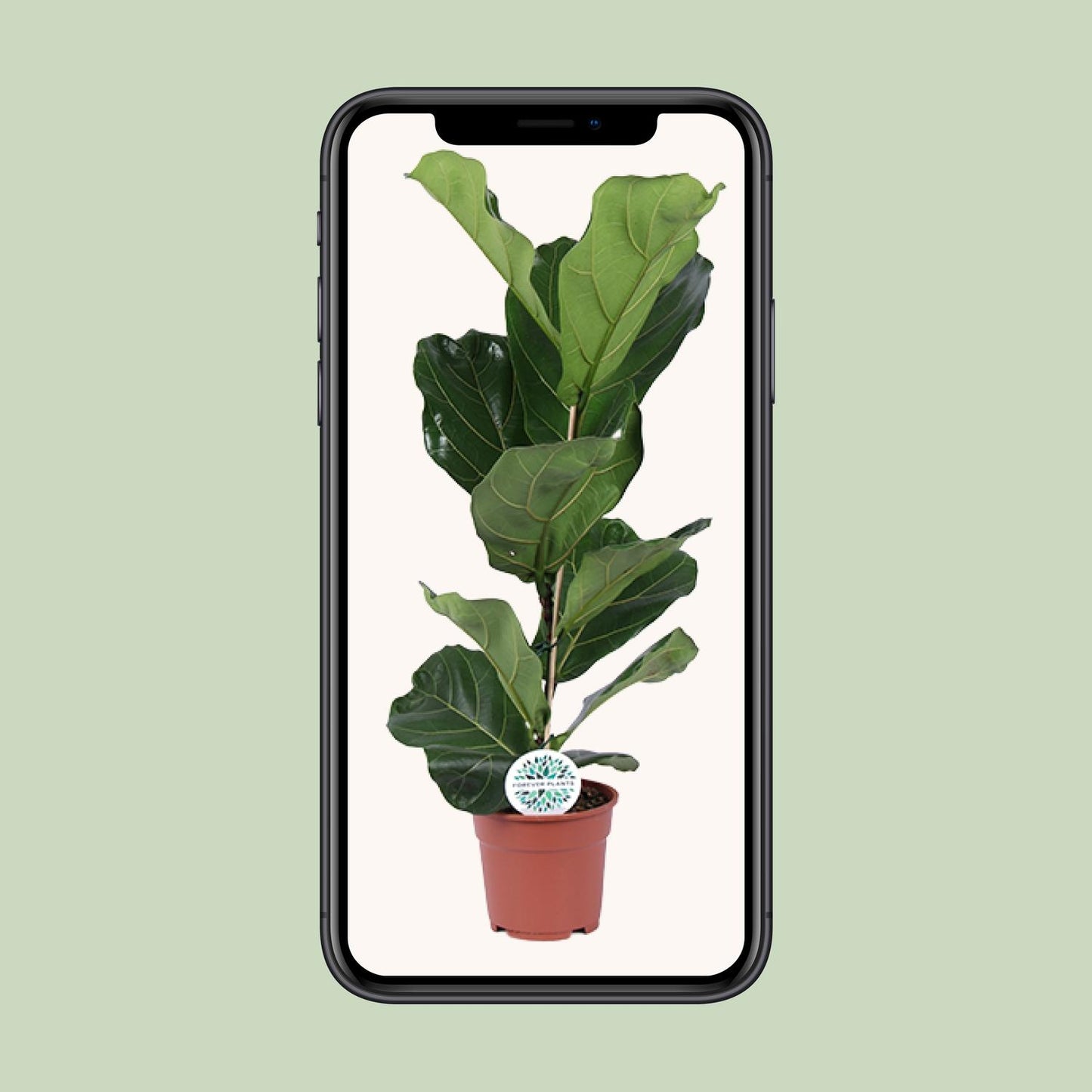 Ficus Lyrata - Ø17cm - ↕60cm - Plantabulous