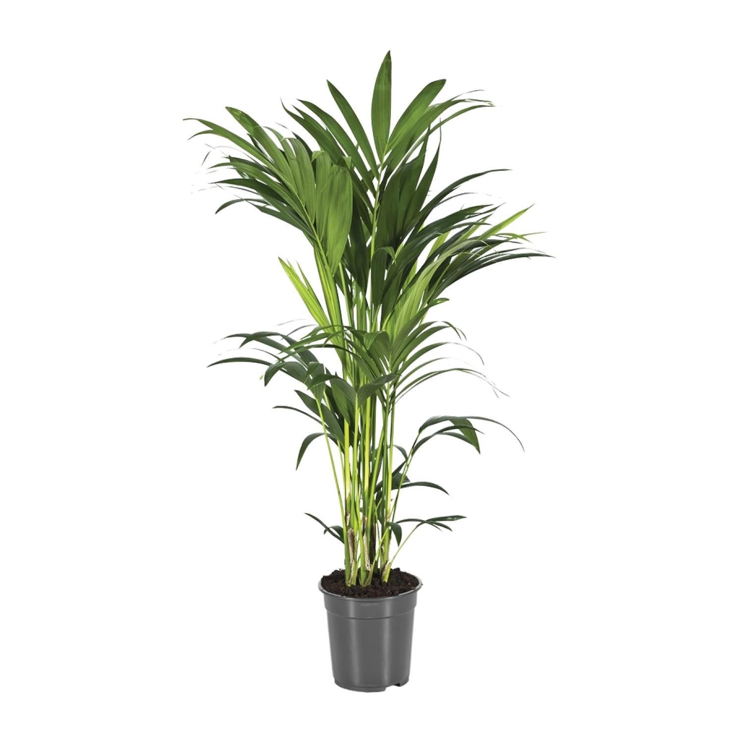 Howea Forsteriana - Ø21cm - ↕100cm - Plantabulous