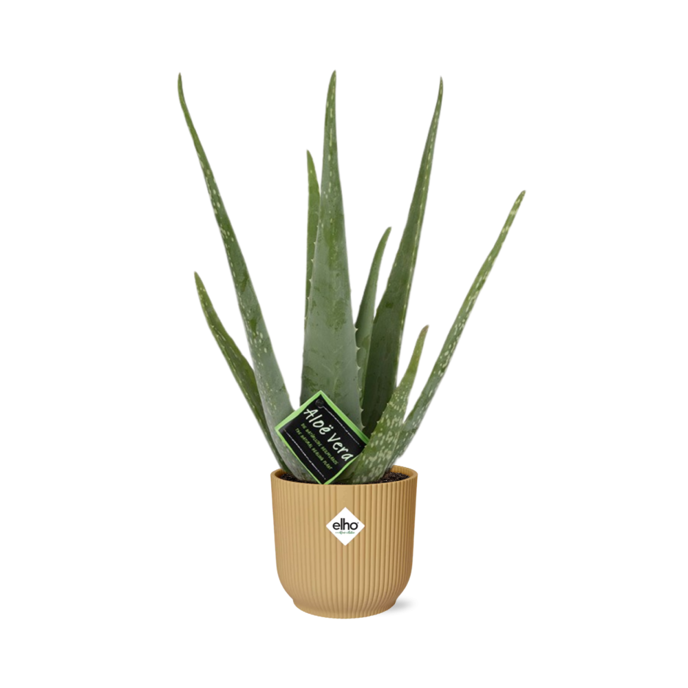Aloe Vera 12cm in ELHO Vibes Fold 14cm geel - Plantabulous