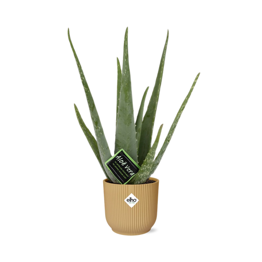 Aloe Vera 12cm in ELHO Vibes Fold 14cm geel - Plantabulous