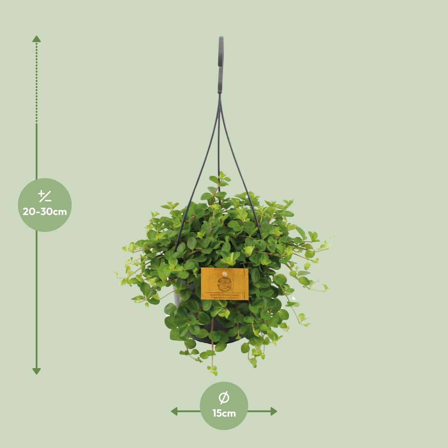 Peperomia Rotundifolia - Ø15cm - ↕25cm - Plantabulous
