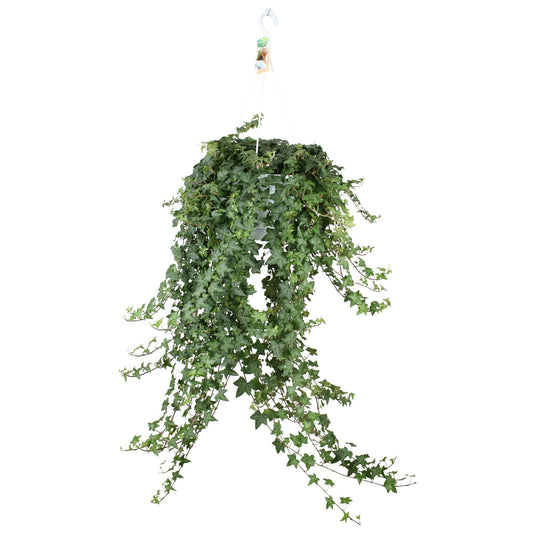 Hedera Helix Pitsburg - Hang/XXL - Ø24cm - ↕cm - Plantabulous