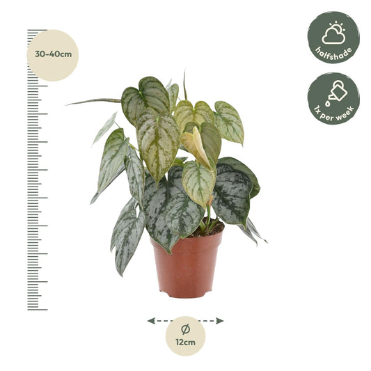 Philodendron – Philodendron brandtianum – 35 cm – Ø12 cm - Plantabulous