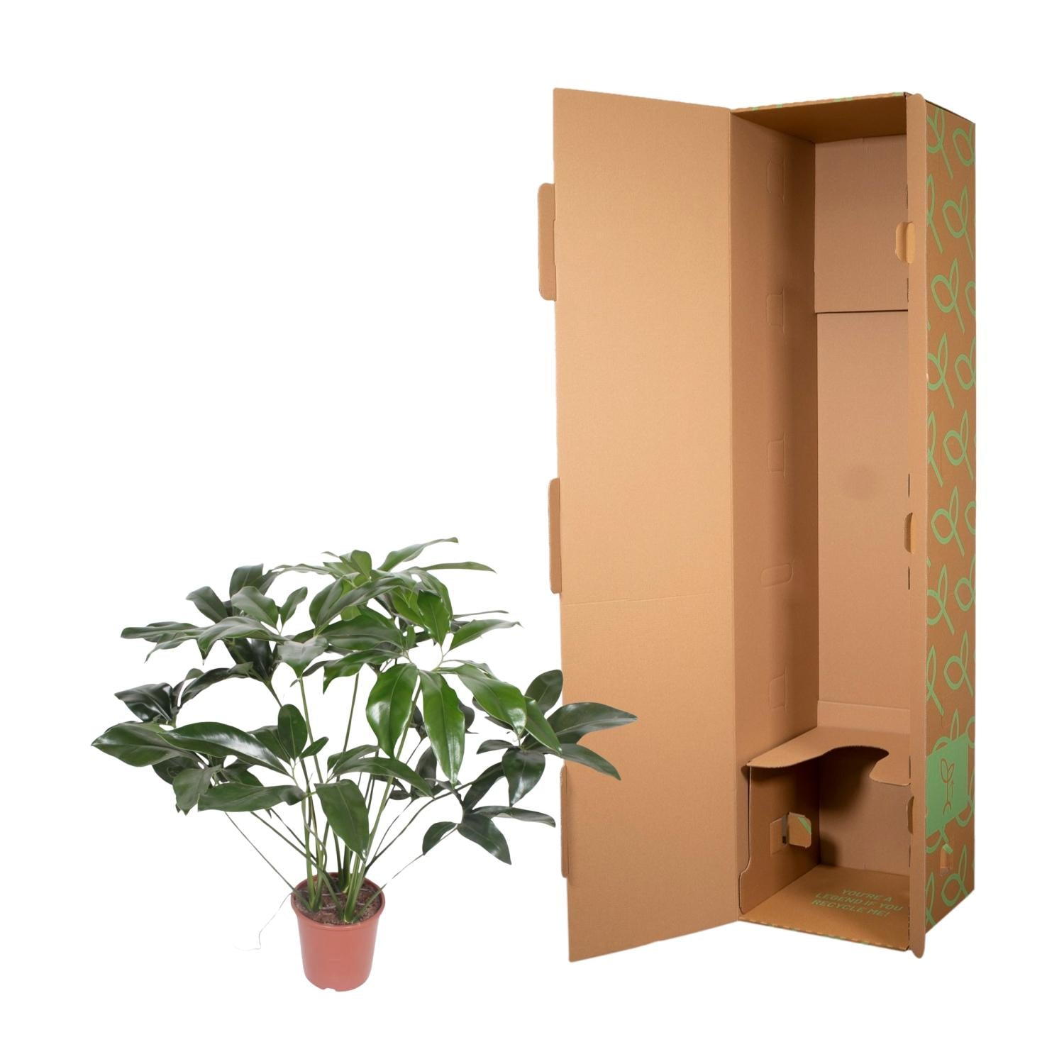 Philodendron – Philodendron 'Green Wonder' – 120 cm – Ø24 cm - Plantabulous