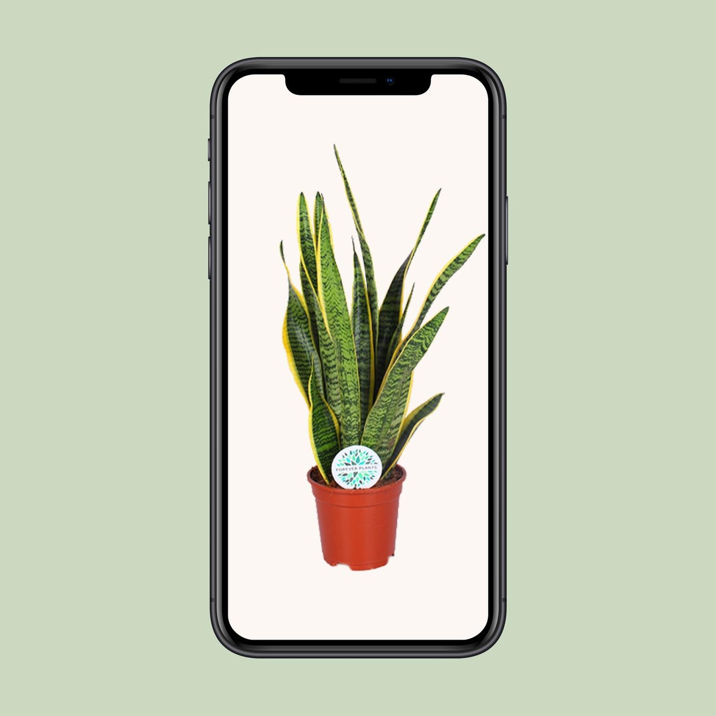 Sansevieria Trifasciata Laurentii - Ø17cm - ↕60cm - Plantabulous