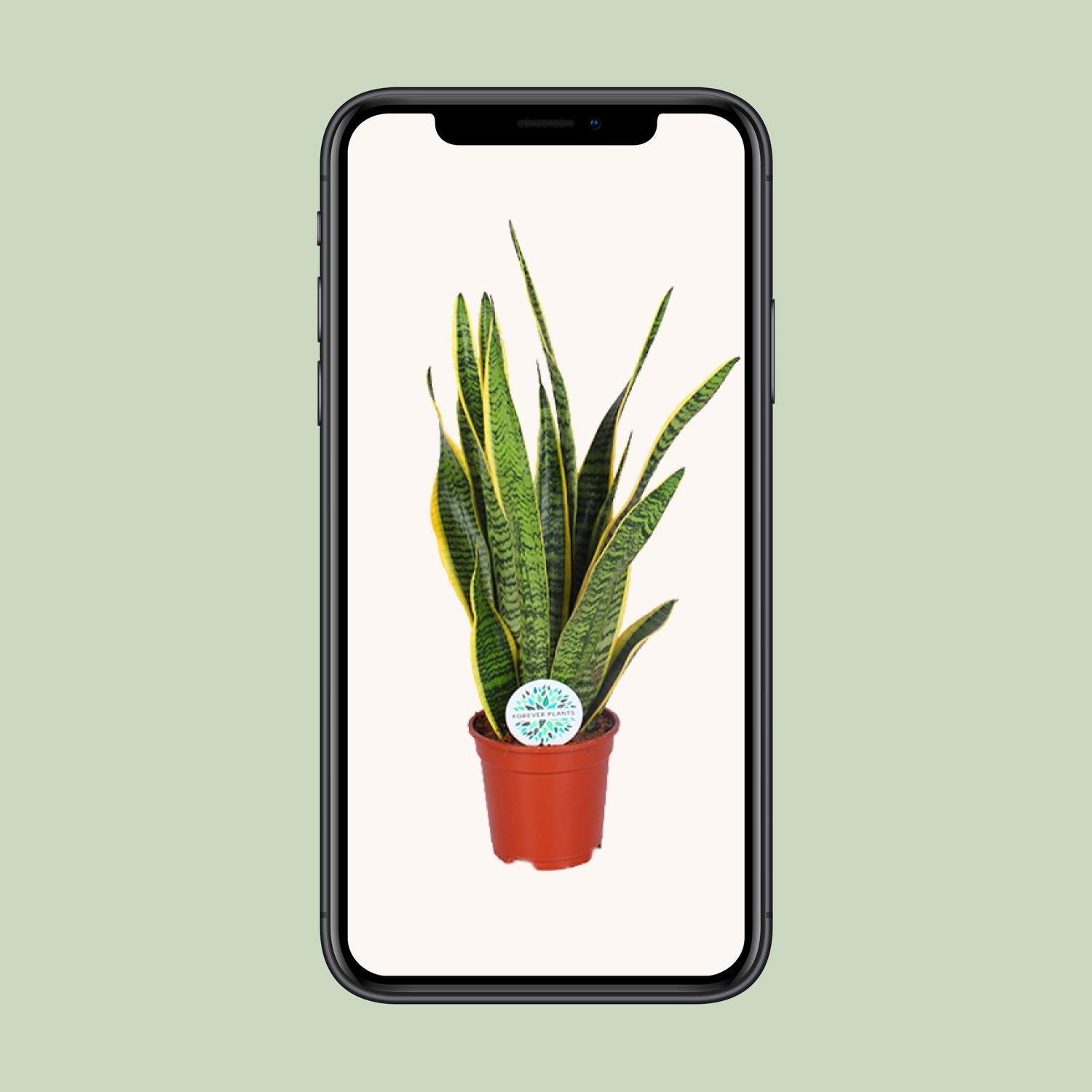 Sansevieria Trifasciata Laurentii - Ø17cm - ↕60cm - Plantabulous